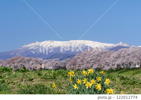 一目千本桜と蔵王連峰（宮城県柴田郡大河原町） 122011774