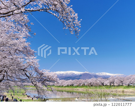 一目千本桜と蔵王連峰（宮城県柴田郡大河原町） 122011777