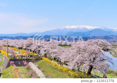 一目千本桜と蔵王連峰(宮城県柴田郡大河原町) 一目千本桜と蔵王連峰(宮城県柴田郡大河原町) 122011778