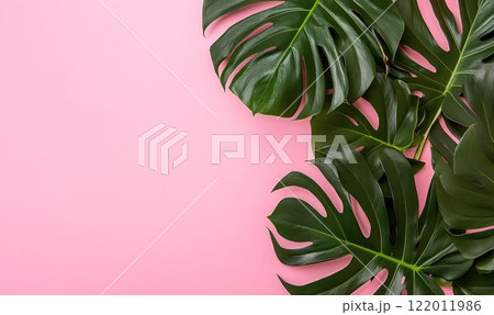 Green leaves monstera on a pink background for a summer concept. Flat lay, top view, copy space, banner style. 122011986