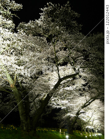 白石川堤一目千本桜（宮城県柴田郡大河原町） 122012443