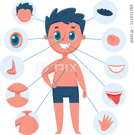 Educational anatomy infographic showing a...のイラスト素材 [122012769] - PIXTA