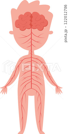 Medical illustration showing human nervous system with brain and nerves extending throughout body, providing educational resource for biology and anatomy 122012786