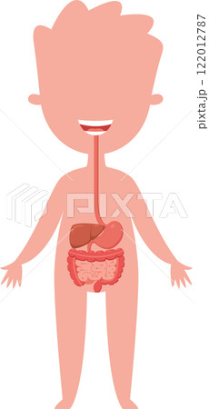 Educational illustration of a smiling child displaying digestive system organs. Including stomach. Intestines. Liver. And esophagus. Promoting awareness of human anatomy and digestive health for kids 122012787