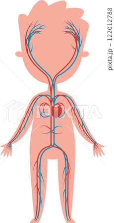 Illustration depicting the circulatory system with red arteries transporting oxygenated blood from the heart and blue veins returning deoxygenated blood, isolated on white 122012788
