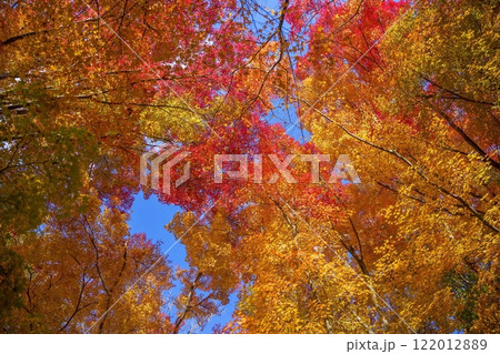 青空バックに見上げるカラフルなモミジの紅葉情景 青空バックに見上げるカラフルなモミジの紅葉情景 122012889