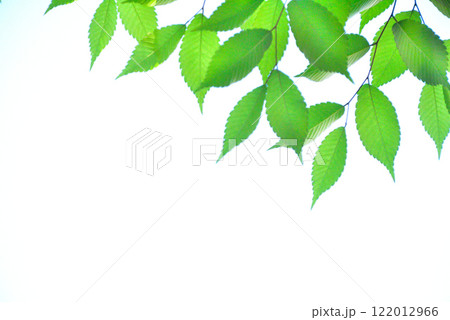 爽やか春の芽吹き 新緑 122012966