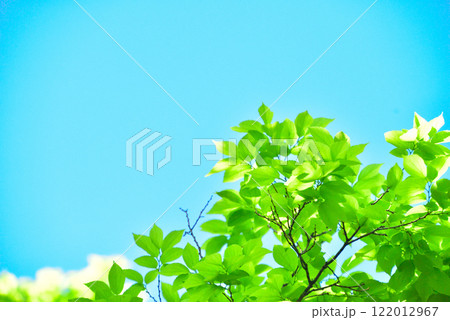 爽やか春の芽吹き 新緑 122012967