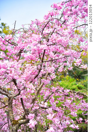 京都 平安神宮に咲く紅しだれ桜 京都 平安神宮に咲く紅しだれ桜 122013054