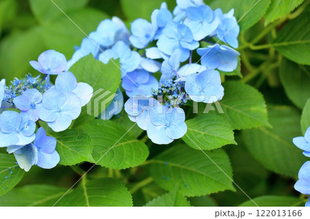 爽やか　アジサイの花 122013166