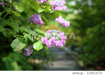 可愛い　アジサイの花 122013172