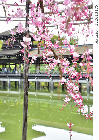 京都 平安神宮に咲く紅しだれ桜 京都 平安神宮に咲く紅しだれ桜 122013175