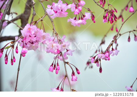 京都 平安神宮に咲く紅しだれ桜 122013178