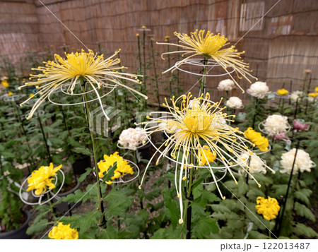 和菊 管物菊 和菊 管物菊 122013487