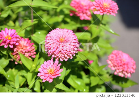 可愛い　ジニアの花 122013540
