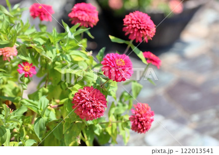 可愛い　ジニアの花 122013541