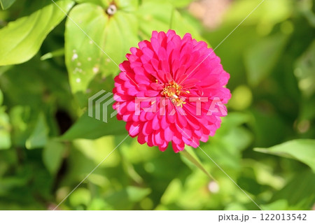 可愛い ジニアの花 可愛い ジニアの花 122013542