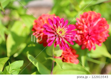 可愛い ジニアの花 可愛い ジニアの花 122013543