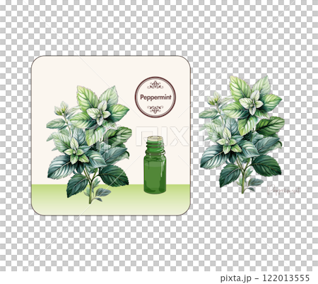 薄荷插畫、精油和香氣 122013555