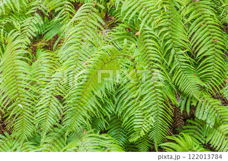 笠置寺境内に生えるシダ植物　京都府笠置町 122013784