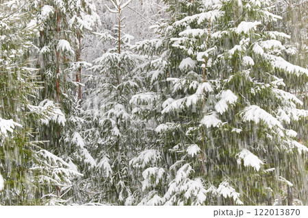 The heavy snowfall in a wild park, winter fairy tale in the forest, snow-covered tree branches, large flakes of snow are slowly falling, nobody, snow storm, blizzard 122013870