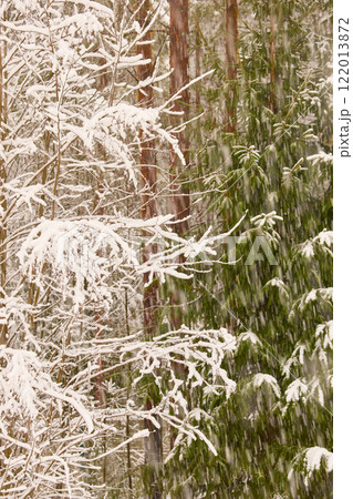 The heavy snowfall in a wild park, winter fairy tale in the forest, snow-covered tree branches, large flakes of snow are slowly falling, nobody, snow storm, blizzard The heavy snowfall in a wild park, winter fairy tale in the forest, snow-covered tree branches, large flakes of snow are slowly falling, nobody, snow storm, blizzard 122013872