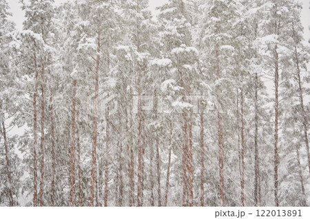 The heavy snowfall in a wild park, winter fairy tale in the forest, snow-covered tree branches, large flakes of snow are slowly falling, nobody, snow storm, blizzard 122013891