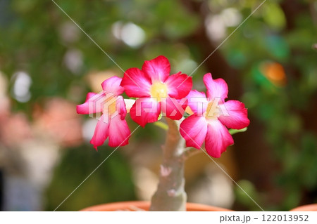 可愛い　アデニウムの花 122013952