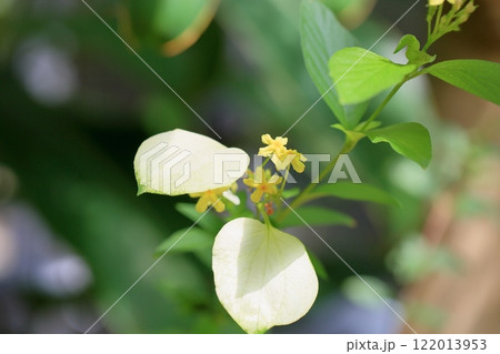 可愛い　コンロンカの花 122013953