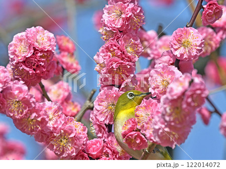 満開の紅梅にメジロ （ 春イメージ ）（ ほのぼのイメージ ） 122014072