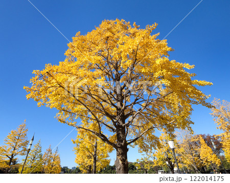 丸の内　行幸通りのイチョウ並木　東京都 122014175