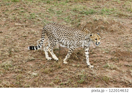 セレンゲティ国立公園、妊娠中のチーター セレンゲティ国立公園、妊娠中のチーター 122014632