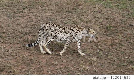 セレンゲティ国立公園、妊娠中のチーター 122014633