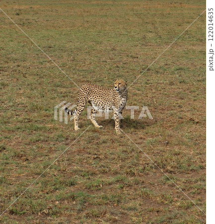 セレンゲティ国立公園、妊娠中のチーター セレンゲティ国立公園、妊娠中のチーター 122014635