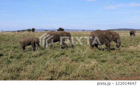 セレンゲティ国立公園の象 122014647