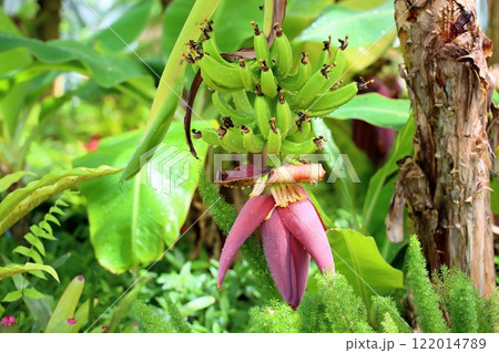 サンジャクバナナの実 サンジャクバナナの実 122014789