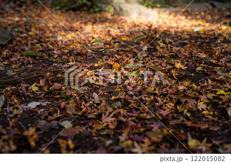 晩秋の奥三河 122015082