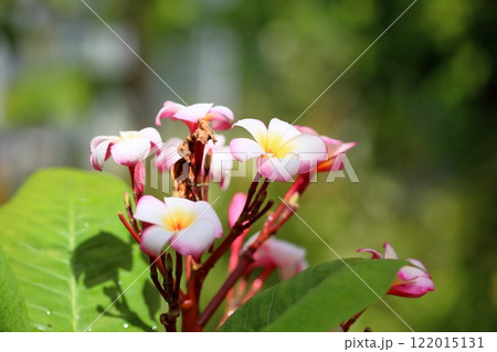 可愛い　プルメリアの花 122015131