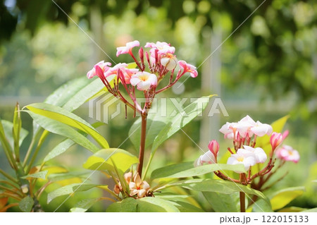 可愛い　プルメリアの花 122015133