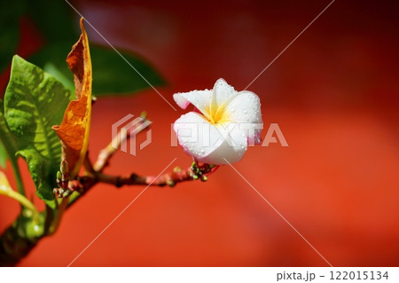 可愛い　プルメリアの花 122015134