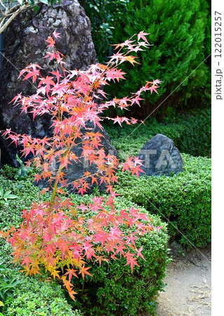 紅葉の和風庭園　秋真っ盛りの庭 122015257