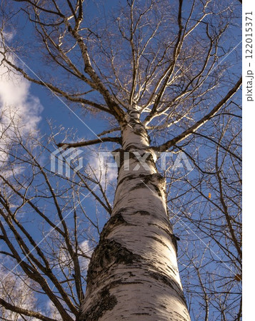 シラカバの木 122015371