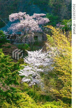 社務所と枝垂れ桜（縦） 122015432