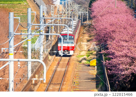 河津桜と京急2100系・神奈川県 三浦市 河津桜と京急2100系・神奈川県 三浦市 122015466