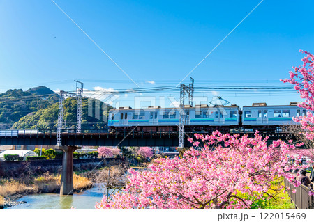 河津桜と伊豆急8000系・静岡県　河津町 122015469