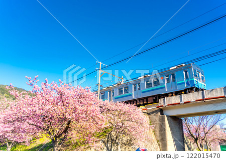河津桜と伊豆急8000系・静岡県　河津町 122015470