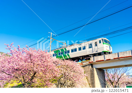 河津桜と185系　踊り子号・静岡県　河津町 122015471