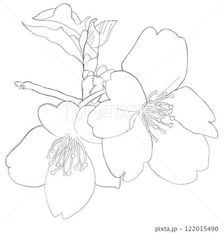 開花する桜のイメージ白黒イラスト 開花する桜のイメージ白黒イラスト 122015490