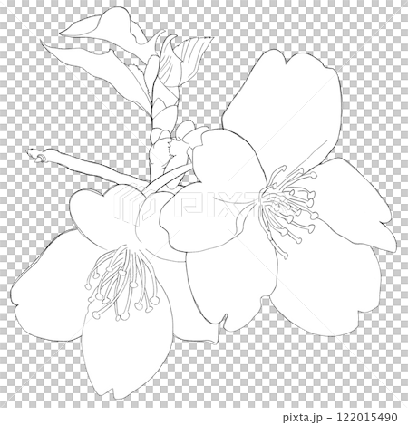 開花する桜のイメージ白黒イラスト 開花する桜のイメージ白黒イラスト 122015490