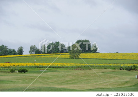 ひまわりの里 北海道北竜町 122015530